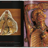 Anatomical Waxes. 45th Ed.