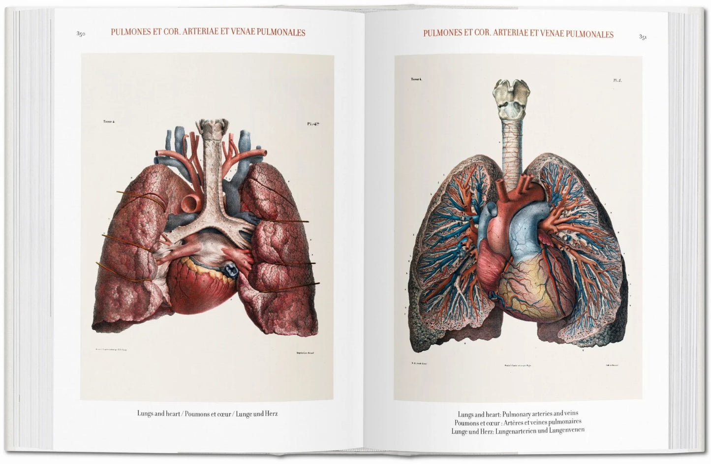 Bourgery. Atlas of Human Anatomy and Surgery