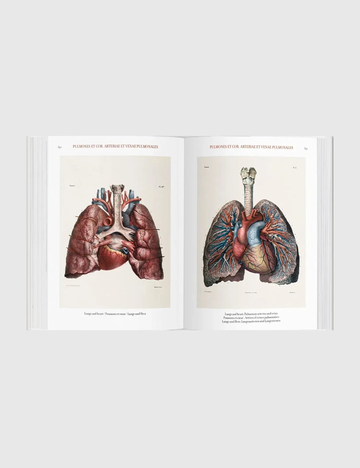 Bourgery. Atlas of Human Anatomy and Surgery