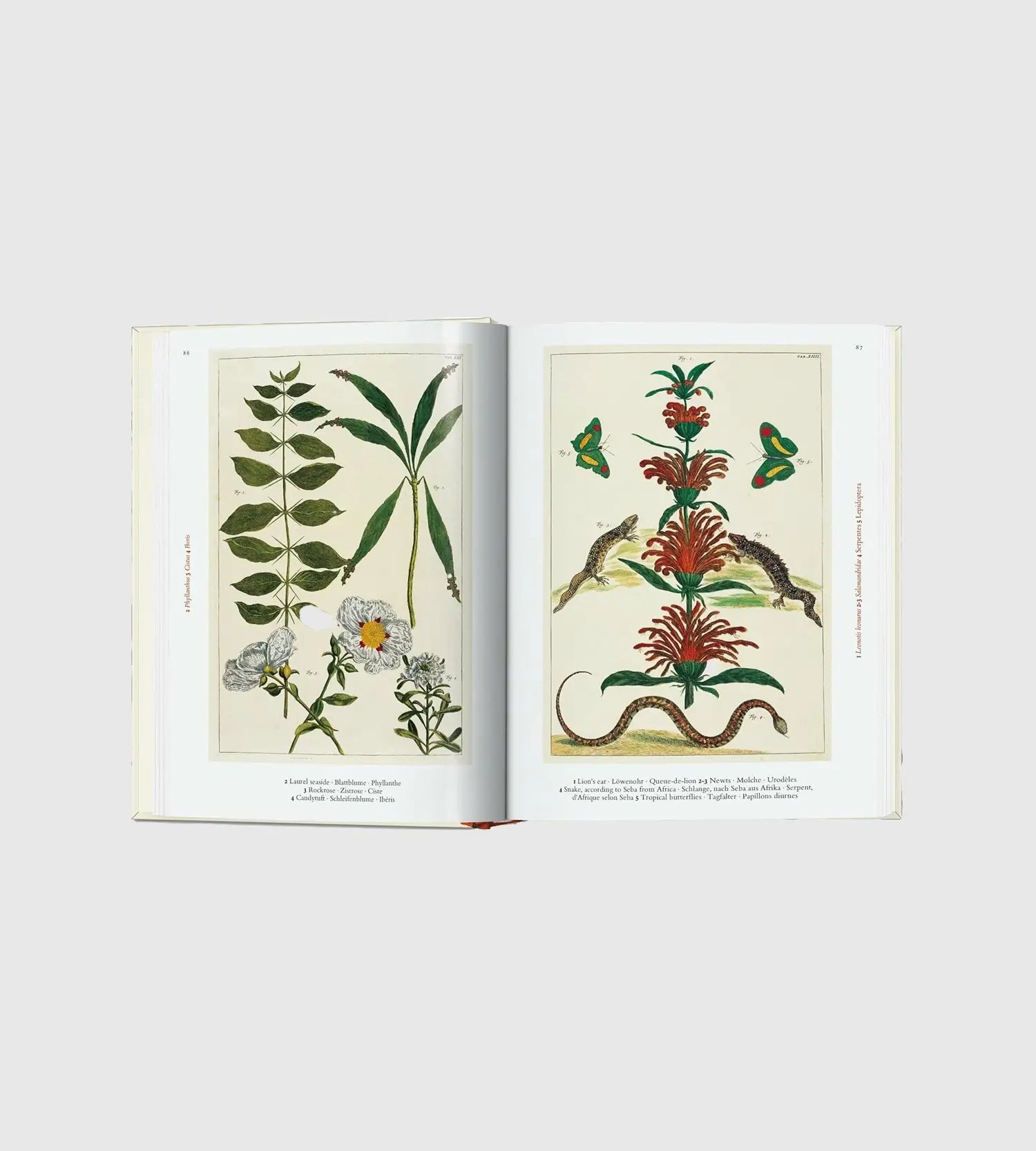 Knyga Cabinet of Natural Curiosities