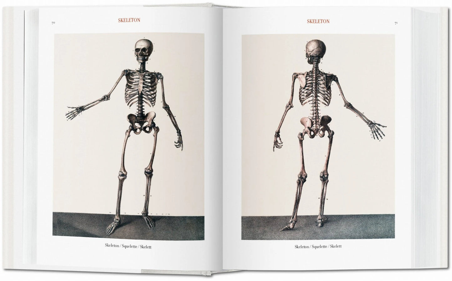 Bourgery. Atlas of Human Anatomy and Surgery