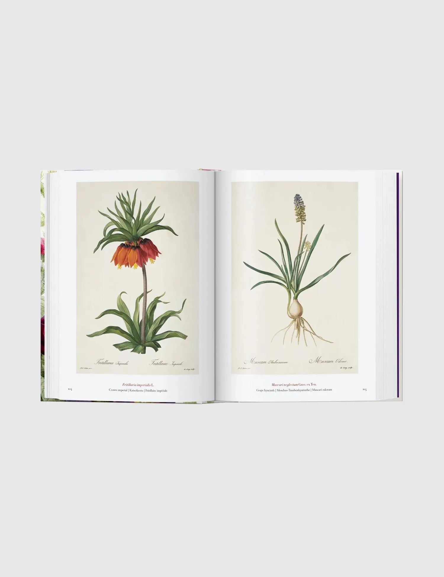 Redouté. The Book of Flowers.